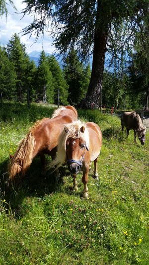 Ponys auf der Branntweineralm
